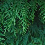 cedar