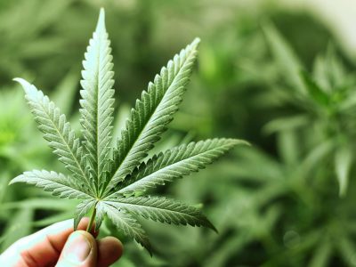 cannabis